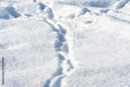 dog tracks in the snow © donikz