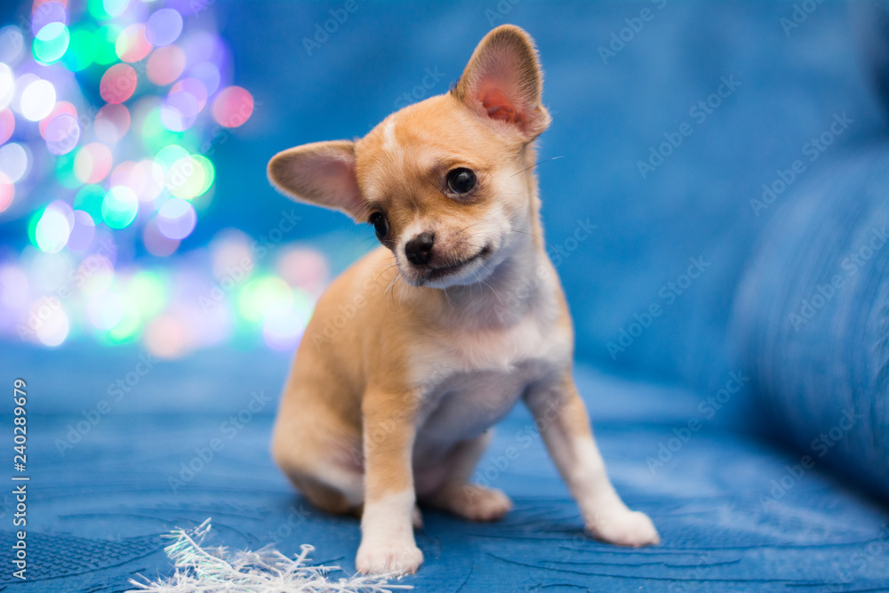 Chihuahua puppy dog ​​christmas spitz
