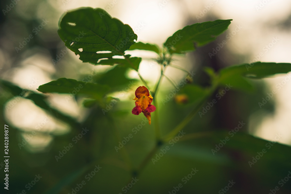 orange jewel flower in the woods orange jewel flower in the woods