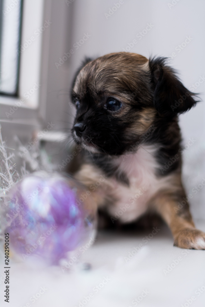 Chihuahua puppy dog christmas spitz Chihuahua puppy dog christmas spitz