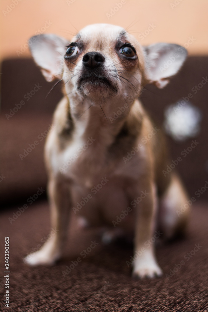 Chihuahua puppy dog christmas spitz Chihuahua puppy dog christmas spitz
