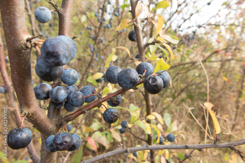 ripening fruit of blackthorn on the branches