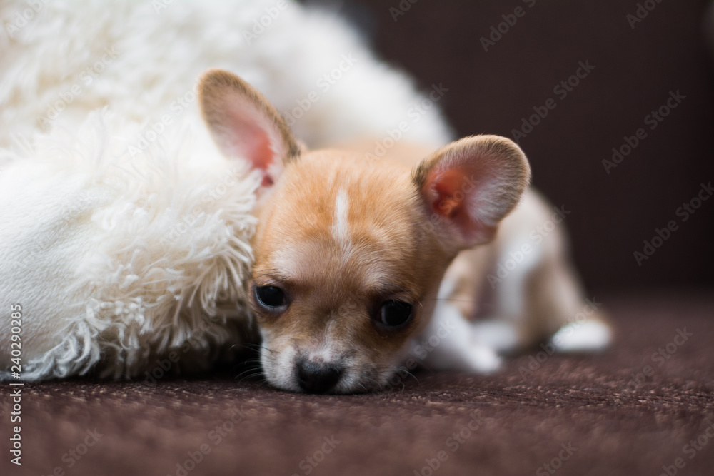 Chihuahua puppy dog ​​christmas spitz