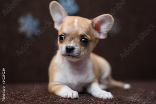 Chihuahua puppy dog       christmas spitz