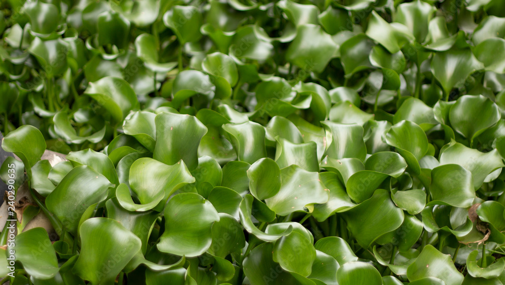 Water hyacinth in the river teture background Water hyacinth in the river teture background