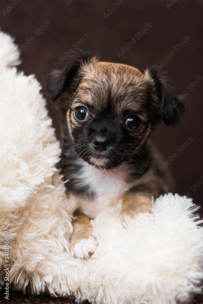 Chihuahua puppy dog christmas spitz Chihuahua puppy dog christmas spitz