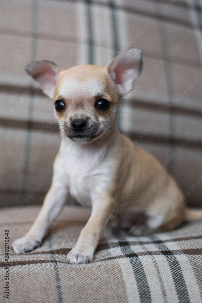 Chihuahua puppy dog christmas spitz Chihuahua puppy dog christmas spitz