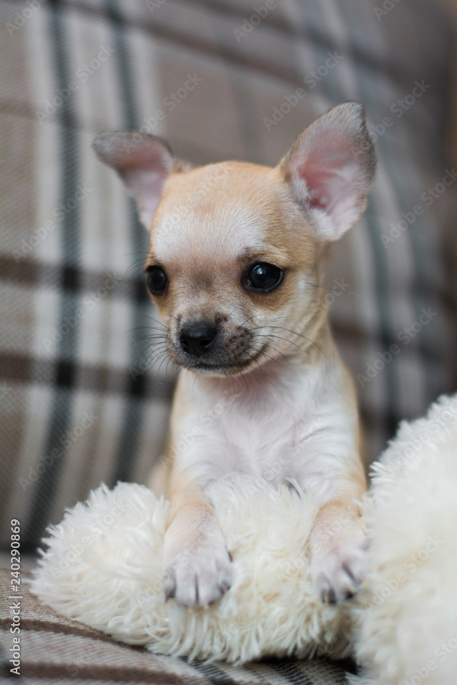 Chihuahua puppy dog christmas spitz Chihuahua puppy dog christmas spitz