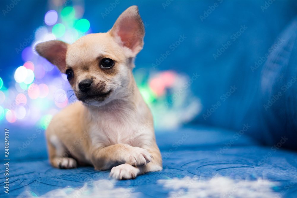 Chihuahua puppy dog ​​christmas spitz