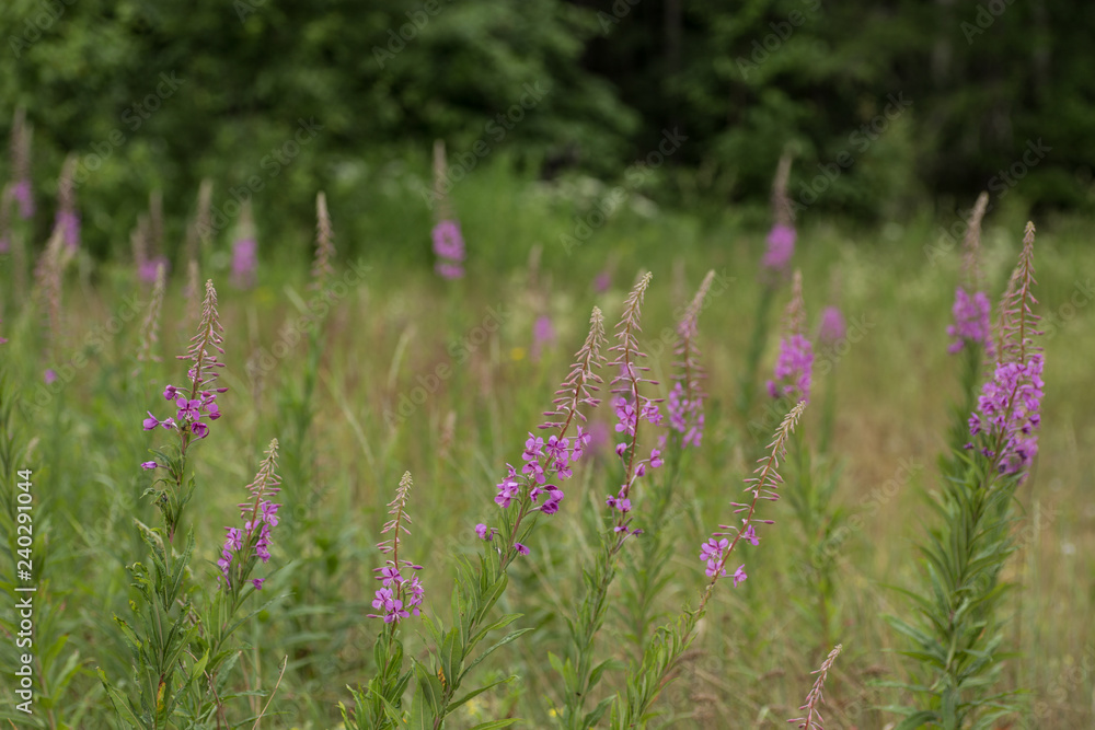 Obraz premium Pink flowers of fireweed Epilobium or Chamerion angustifolium in bloom ivan tea.