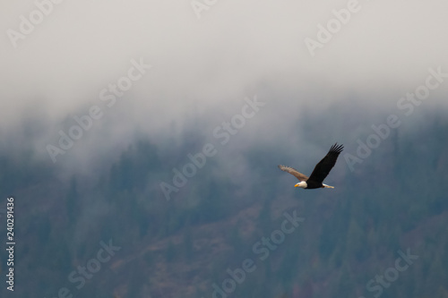Bald eagle soars along a hillside during a cloudy and foggy/misty day in coeur d'alene idaho