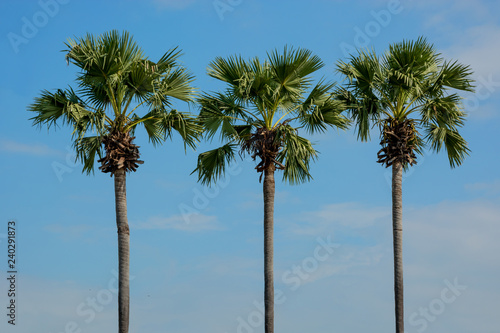 Three slender palm trees against blue sky. Thailand