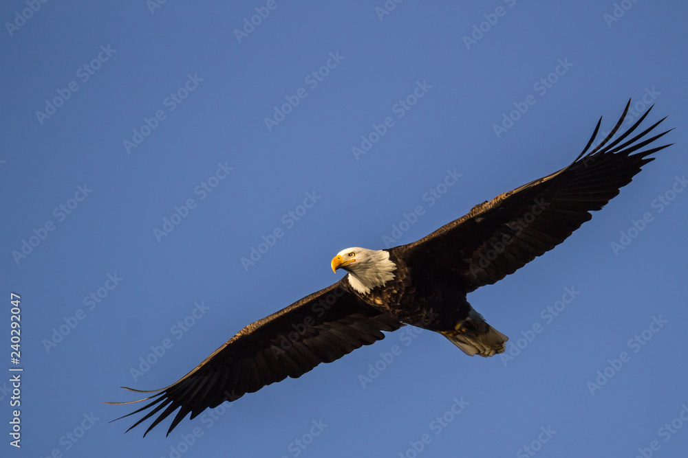 Naklejka premium Bald Eagle Soars in Open Sky