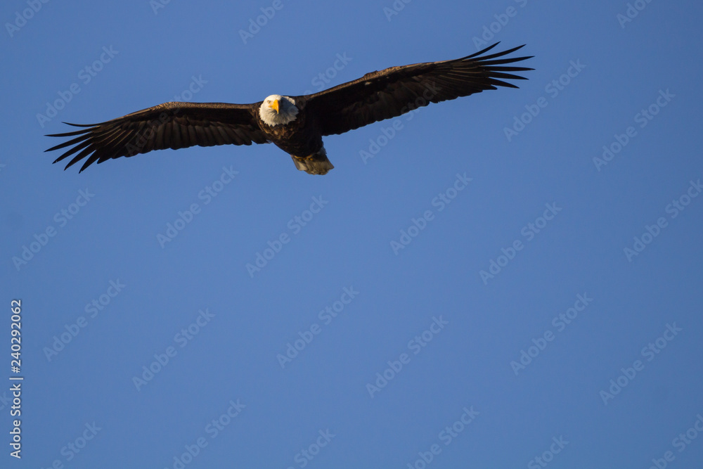 Naklejka premium Bald Eagle Soars in Open Sky