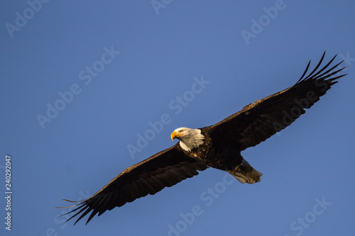 Bald Eagle Soars in Open Sky