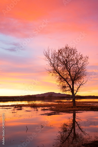 Sunrise at Bosque del Apache, New Mexico © brent coulter