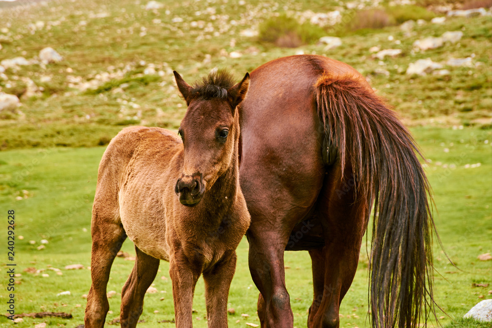 Obraz premium Detail of small brown horse with his mother on green meadow