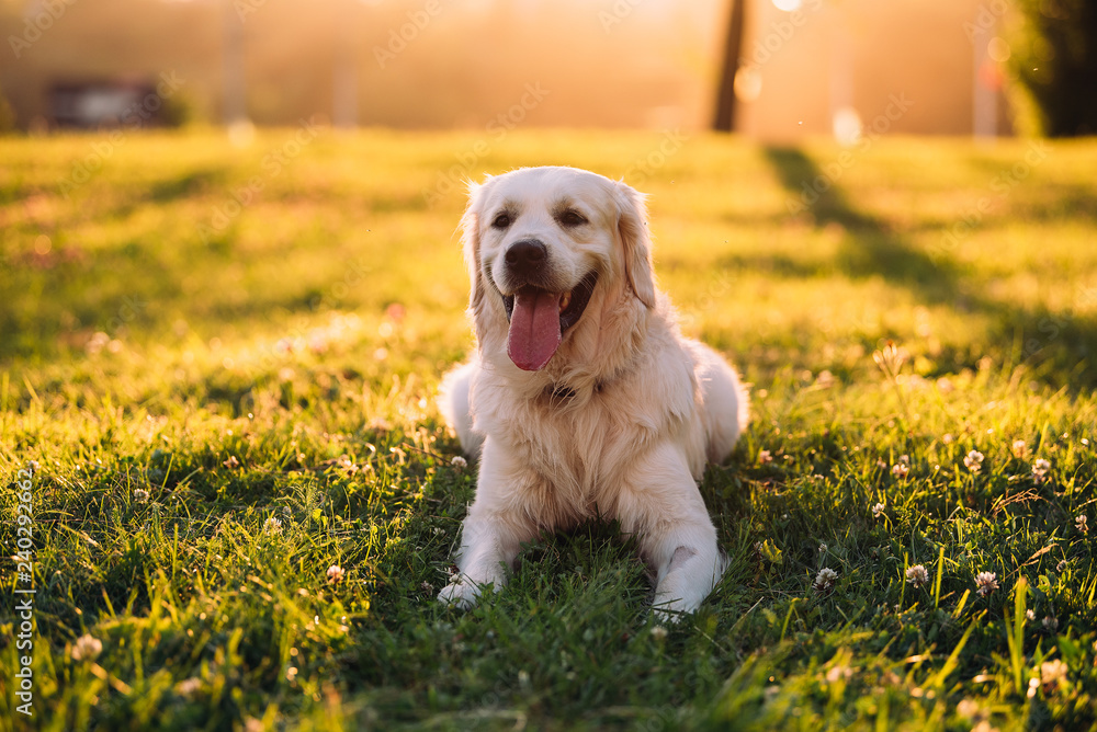 Happy golden retriever outdoors Happy golden retriever outdoors