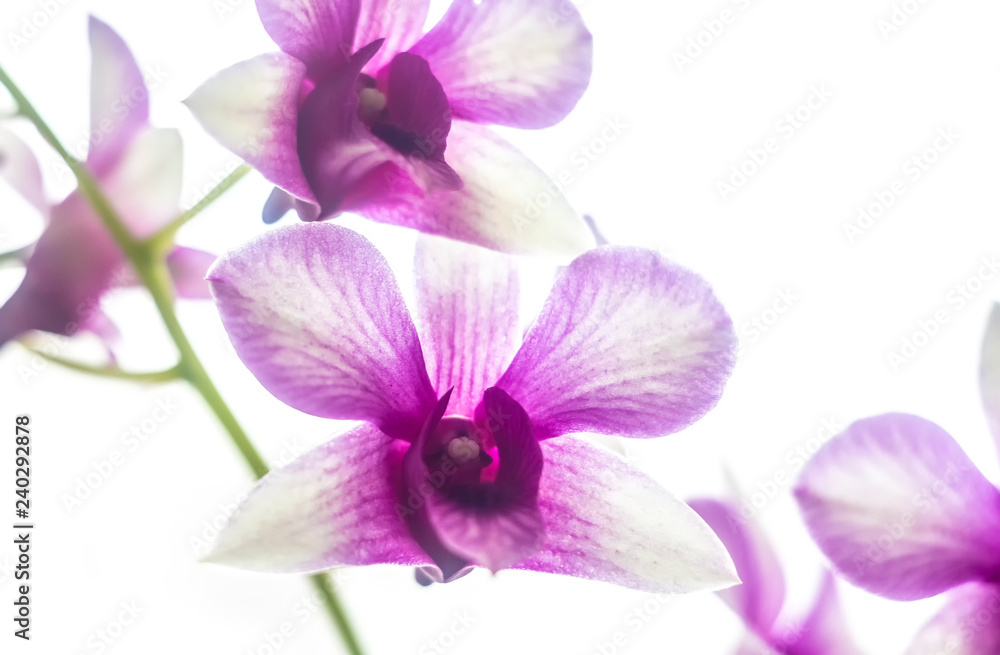 Pink Phalaenopsis or Dendrobium bigibbum Orchid flower in winter in home window tropical garden. Floral nature background. Selective focus. White background.