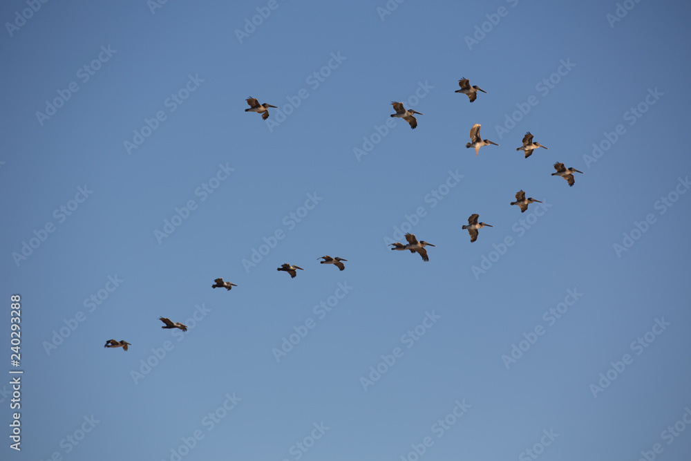 Flock of pelicans flying over La Jolla California