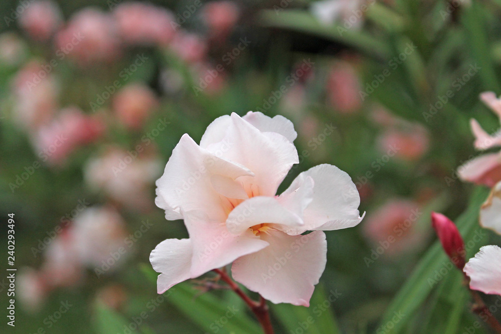 Obraz premium pink oleander