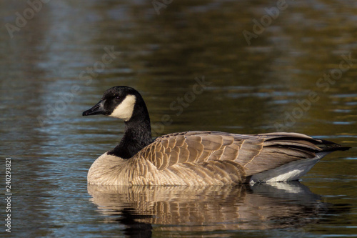 Canadian Goose Swimming in a pond at Turnbull