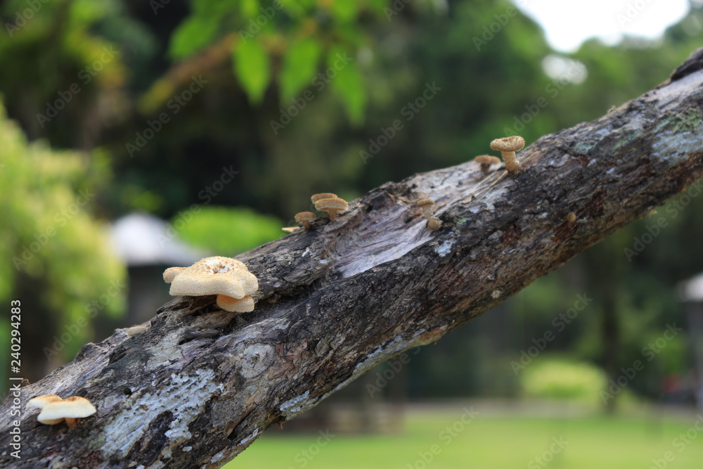 Mushrooms in the tree