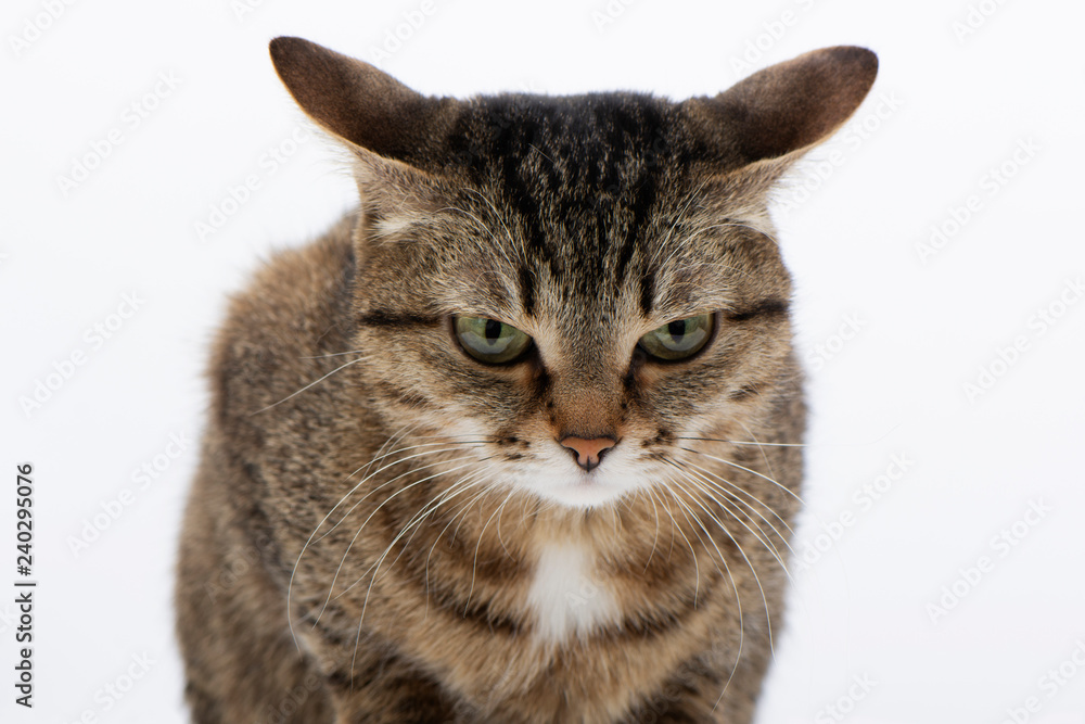 close-up of grey cat with stripes and letter M looks angrily from above on white background