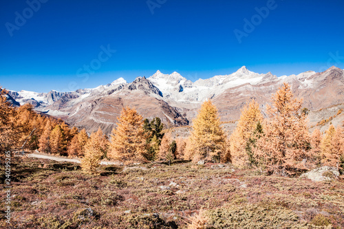 Beautiful larks in the mountains