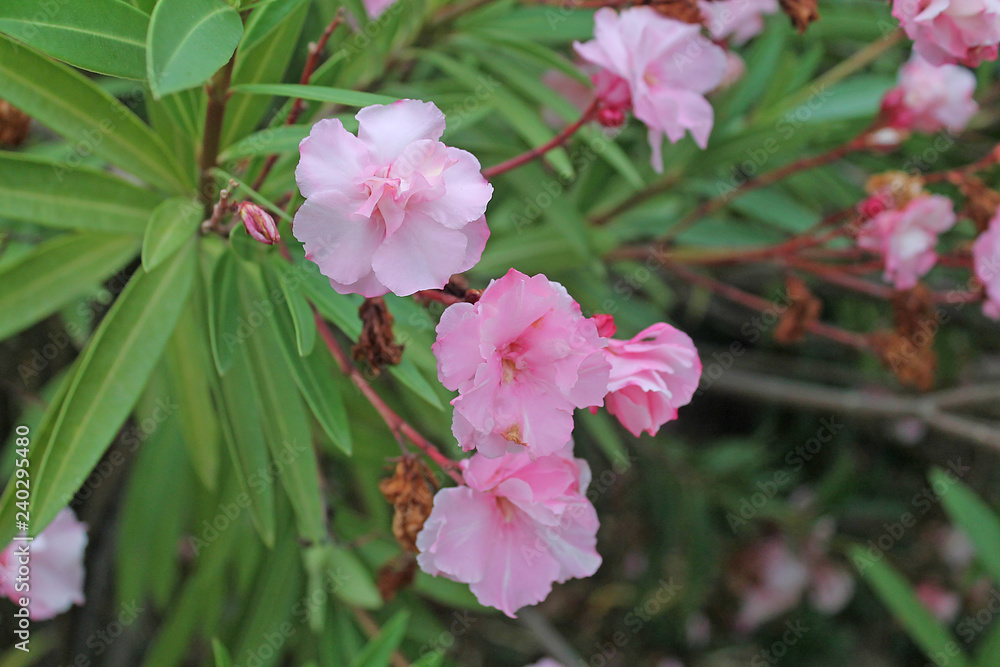 Obraz premium pink oleander