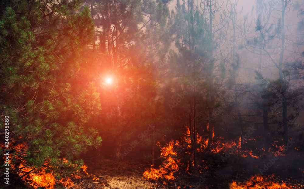 wildfire at sunset, burning pine forest . wildfire at sunset, burning pine forest .
