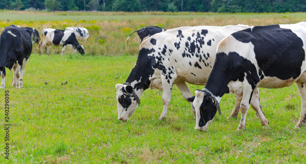 Pair of Holstein Friesians dairy cows grazing in a meadow.  These cows are known as the world's highest production dairy animals.