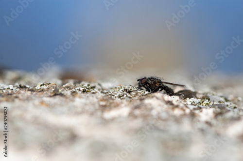 mouche au repos fly © Alexandre