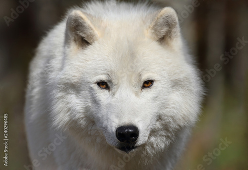 face of white wolf