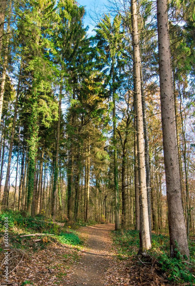 Fototapeta premium Fichten im Wald