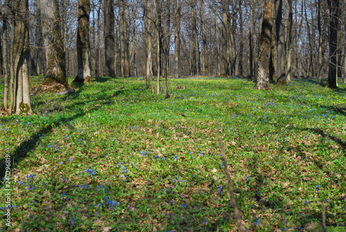 Flowering anemones in the forest in early spring