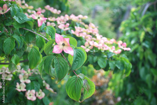 Cornus Kousa Dogwood