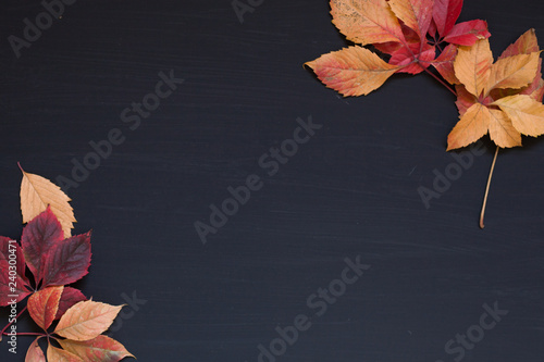 colorful leaves on black red green yellow