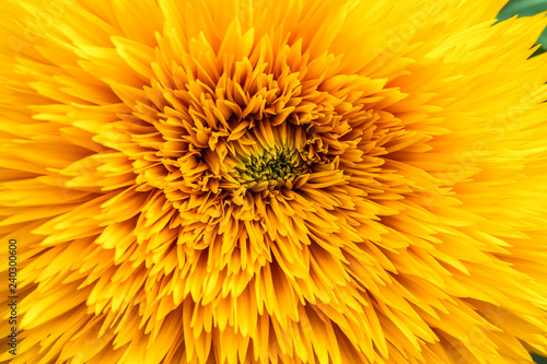 Abstract background with sunflower petals.