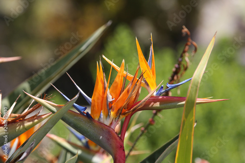 Bird of Paradise plant in a garden in San Diego