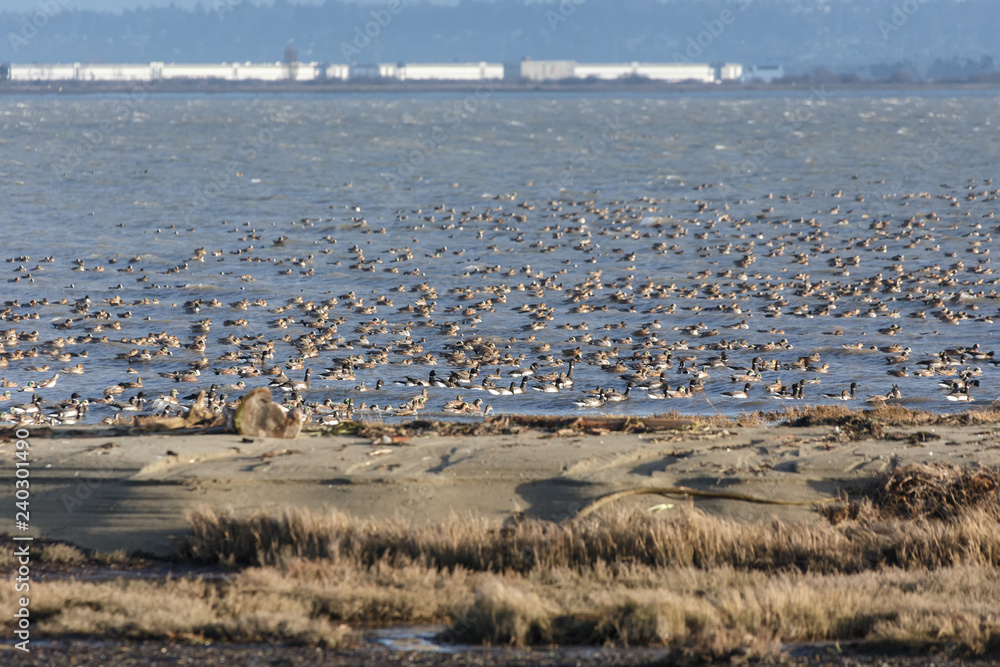 Flock of ducks