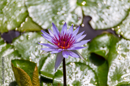 Water lily, Grand Cayman