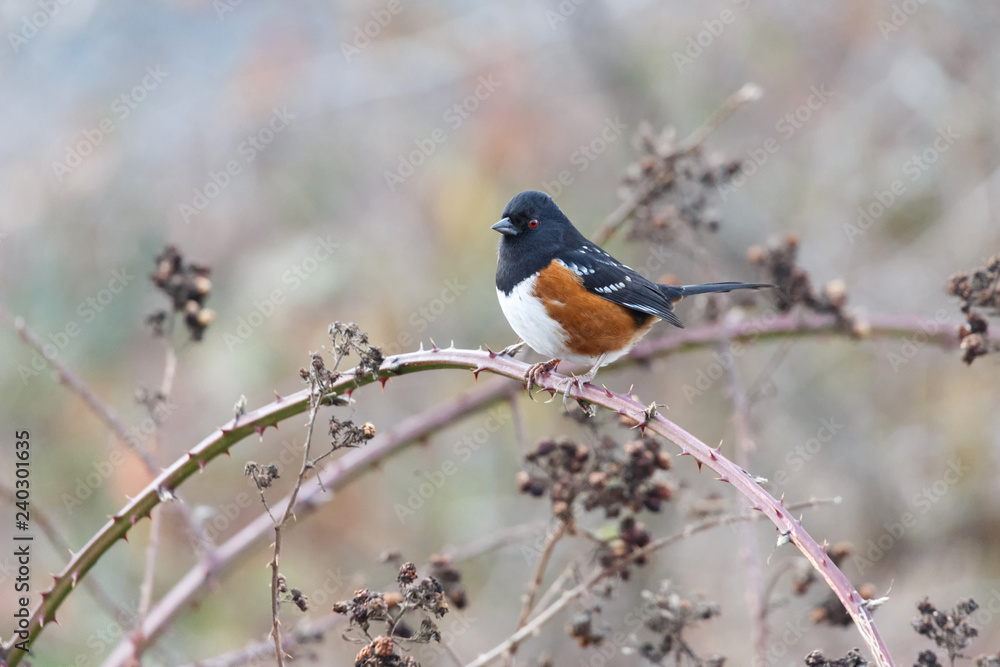 spotted towhee bird