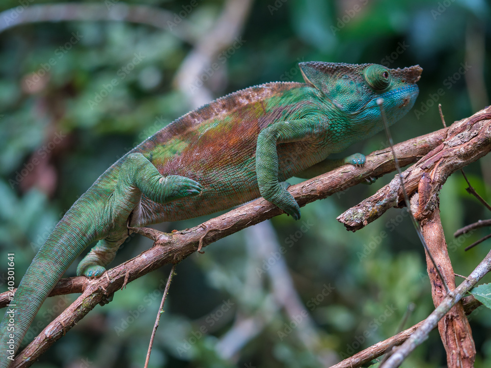 Chameleon on a branch Chameleon on a branch