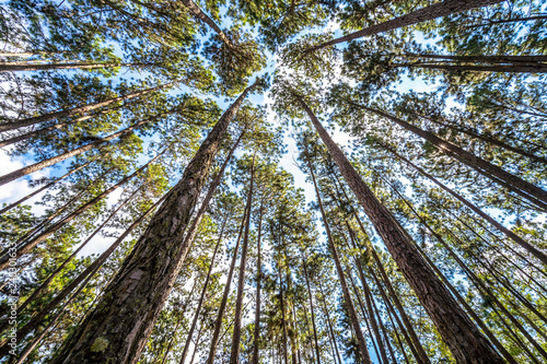 Bottom view of tall pine trees in evergreen forest. Beautiful Pine Forest from below view. Pine trees are high into the sky, Nature background, selective focus