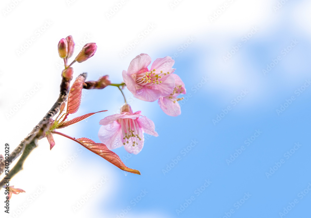 Cherry blossom against blue sky and white clouds Cherry blossom against blue sky and white clouds