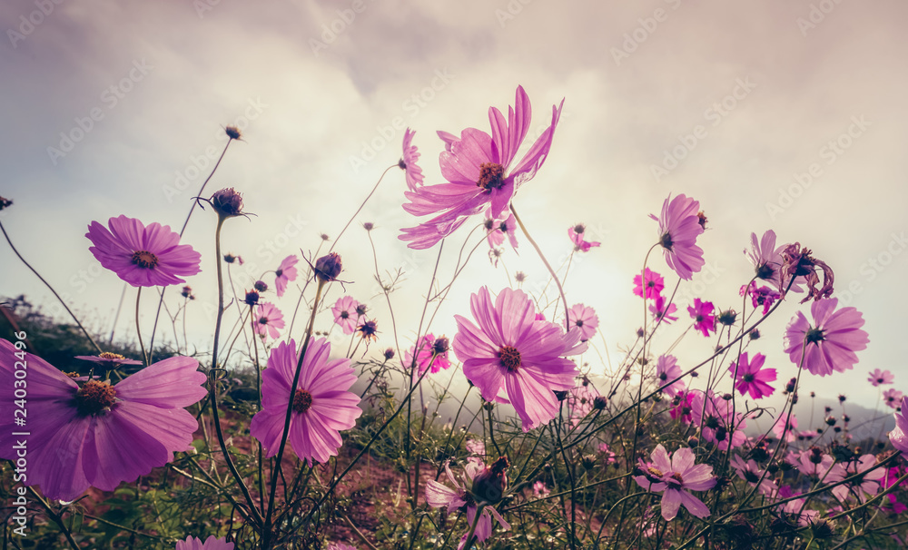 Beautiful pink flowers in the garden with vintage style effect and selective focus..