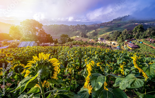 Beautiful field of sunflowers at Mon Cheam Hilltop at Chiang Mai province, Thailand..