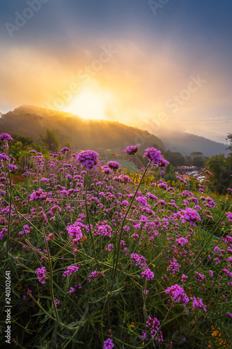 Violet verbena flowers field on hill background with sunshine.. © somchairakin
