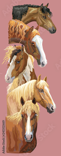 Postcard with horses 4